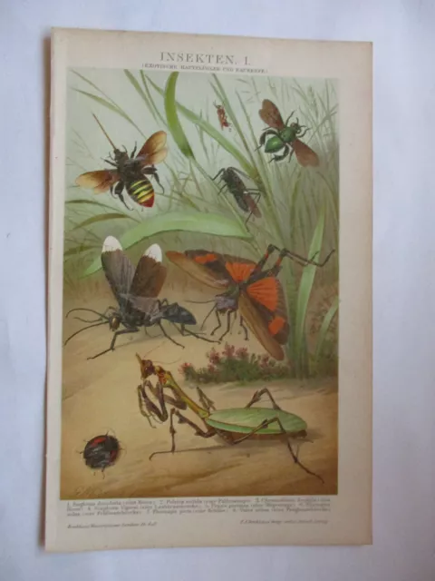 Chromo-Lithographie " Insekten I - Biene, Faltenwespe,Fangheuschrecke " ca. 1900