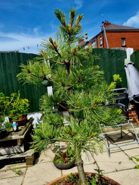 PREBONSAI Pinus Parviflora, Schoon's Pine