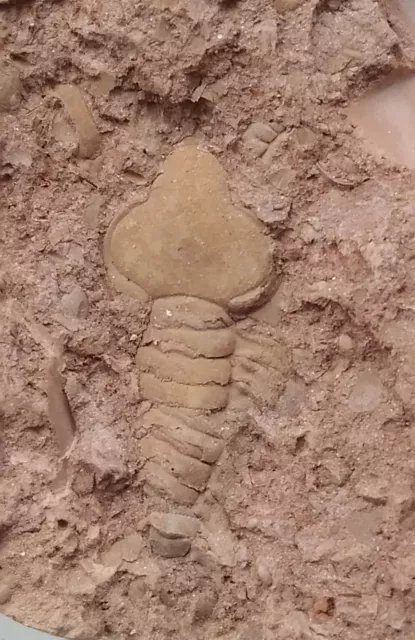 Ordovician fossil trilobite remopleurides,teaching,very cool No.z39