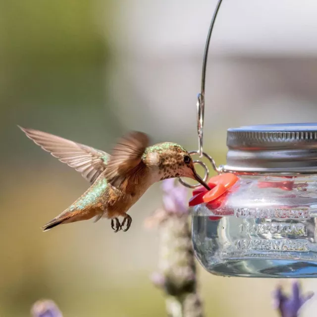 Bird Food Holder Hanging Easy-to-fill Nature Way Hummingbird Dish Feeder Plastic