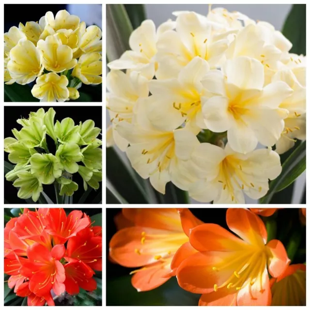 5 Clivia Seeds Kaffir Lily Clivia miniata Garden Flowers 3