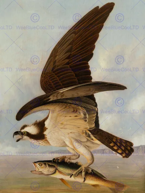 John James Audubon American Osprey Weakfish Old Art Painting Poster Bb5934B