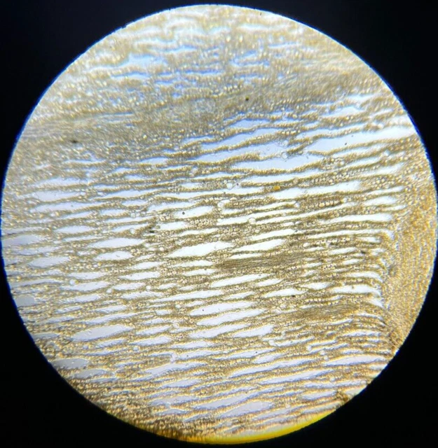 19th c J.D. Moller Microscope Botanical Slide Calamus Root Radix Calami