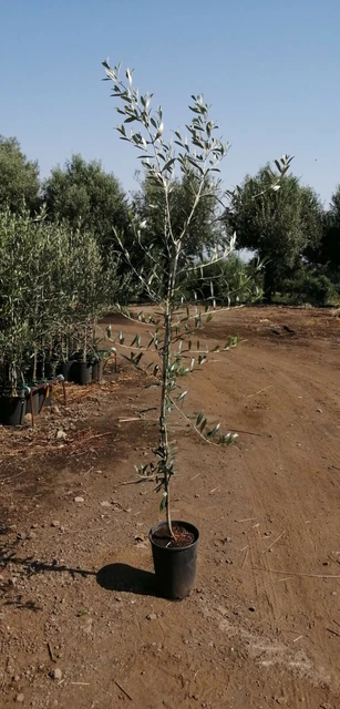 Pianta Di Ulivo Bella Di Cerignola - Altezza 180/200 Cm, In Vaso O Fitocella, Pianta Da Frutto - Foto 11