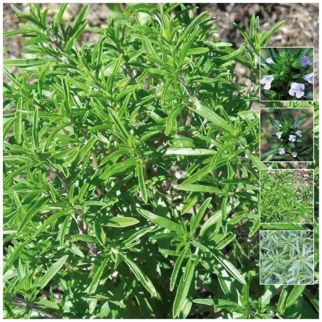 SAVORY Summer x120 Seeds. Aromatic medicinal herb variety