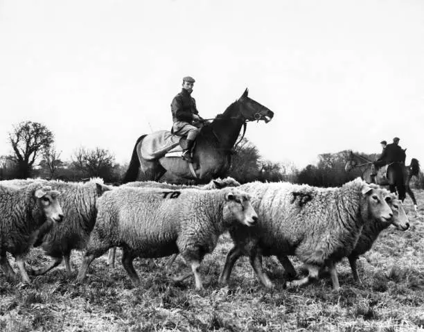 Famous raceehorse Arkle jockey Paddy Woods rounding up sheep o- 1965 Old Photo