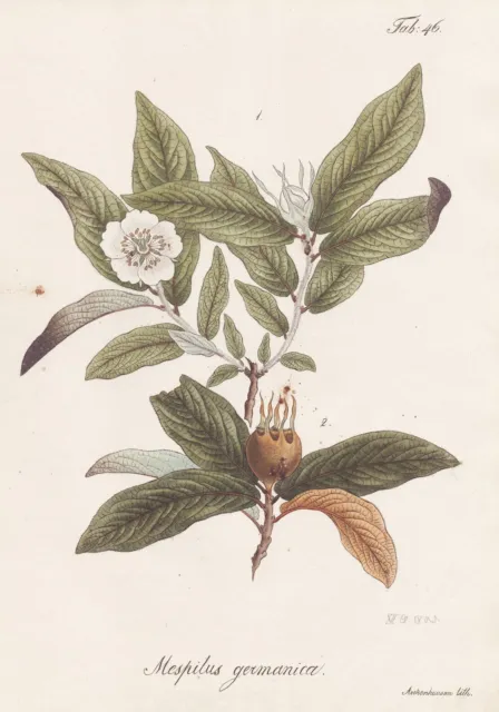 Medlar Plant Botany Lithography 1826