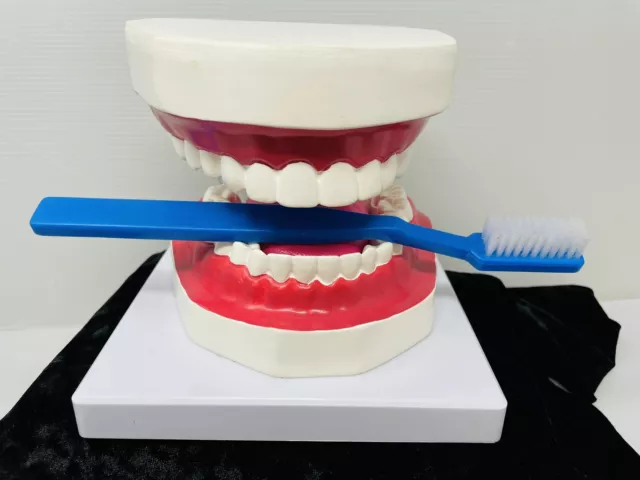 Human Mouth Model Teeth Tongue & Brush Dental Care Dentist Foldable Oral Hygiene