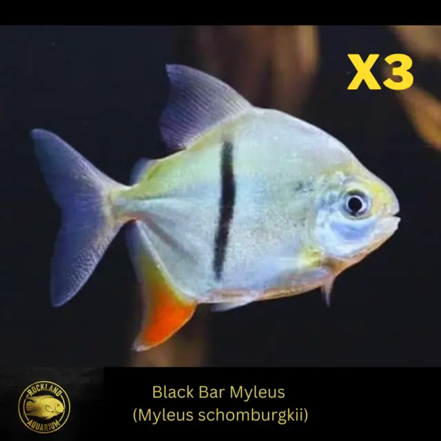 3x Black Bar Myleus - Myleus schomburgkii -Live Fish (One Item) (3"-3.5")