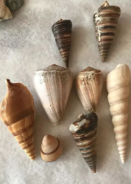 Seashells Sea Shells Marine Saltwater Crab Snail 8 Pieces