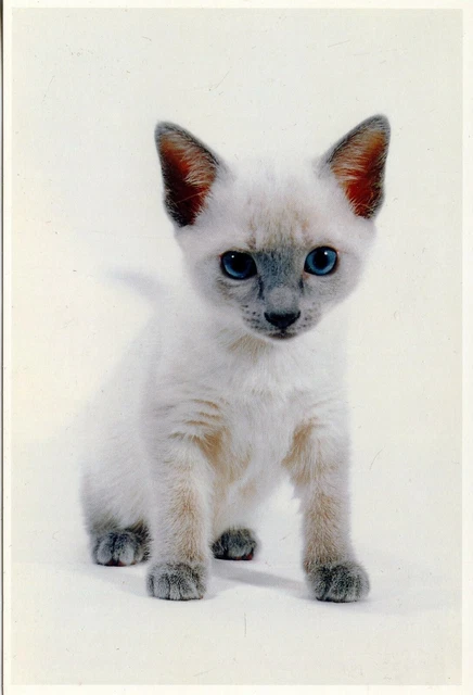 Cpsm / Carte Postale / Chat / Cat / Photo Josh Westrich / Essen 1
