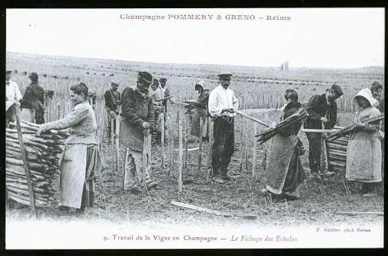 Reims Travail De La Vigne Champagne Greno Pommery