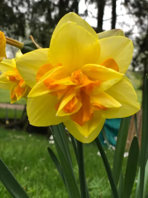 Narzissen , gefüllte Blüten, 10 Zwiebeln