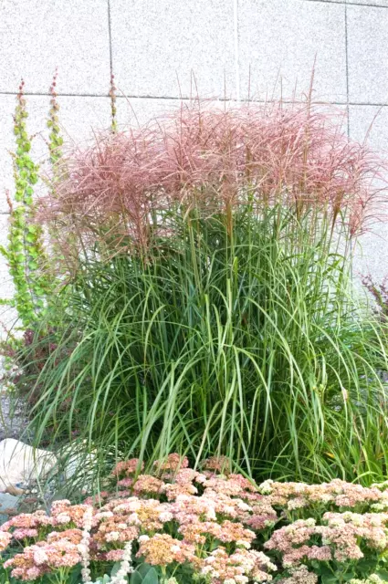 50 JAPANESE SILVER GRASS SEEDS - Miscanthus sinensis " varigatus "  .