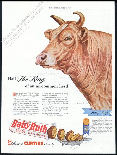 1947 Guernsey cattle bull sire art Baby Ruth candy bars vintage print ad