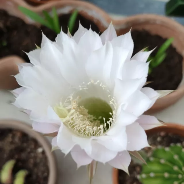 Cactus Echinopsis Sans Epines Fleurs Blanches