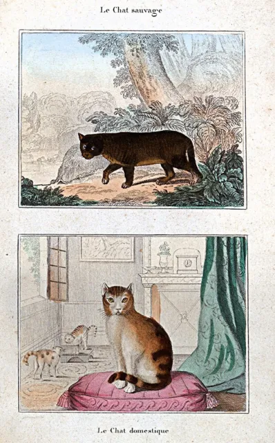 1844 Buffon Print - Wildcat & Domestic House Cat - Felidae Felis Catus