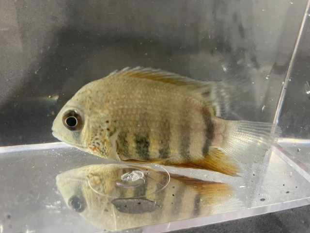 Red Tiger Severum "Rio Curare" - Live Fish 2"-2.25"