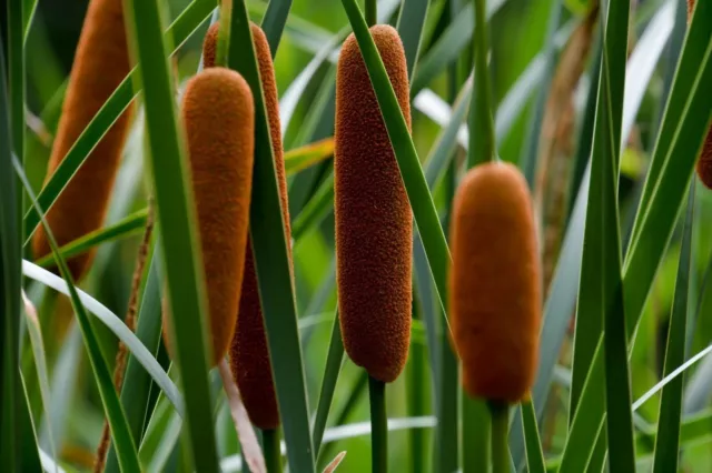 SAMEN Teichpflanze Uferpflanze Rohrkolben  typha latifolia  Zierkolben Wasser