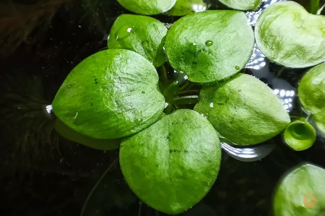 ⭐ Südamerikanischer Froschbiss - Limnobium laevigatum | Schwimmpflanze 3 Stück ⭐