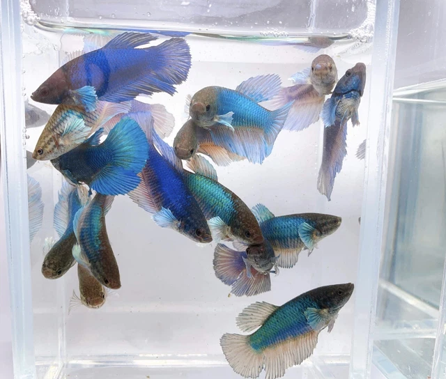 Betta Live Fish Female X1 Dumbo Blue Or Green HMPK - High Quality