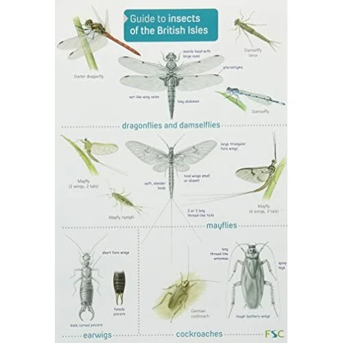 Uk Insect Key Guide GUIDE TO INSECTS of the British Isles (Chart) - Paperback NEW Richard ...
