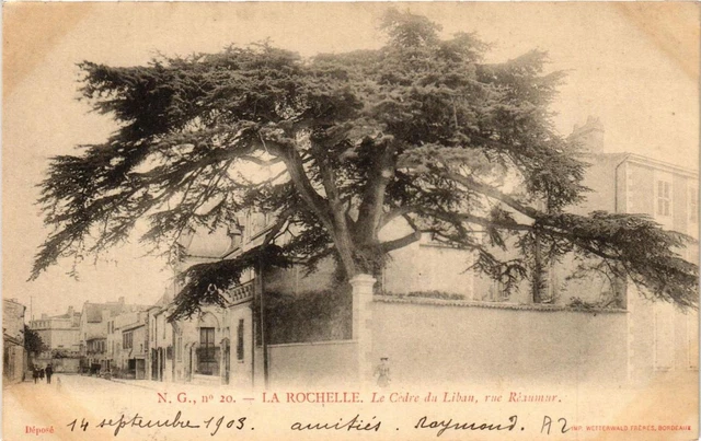 CPA La ROCHELLE Le Cedre du Liban rue Réaumar (666740)