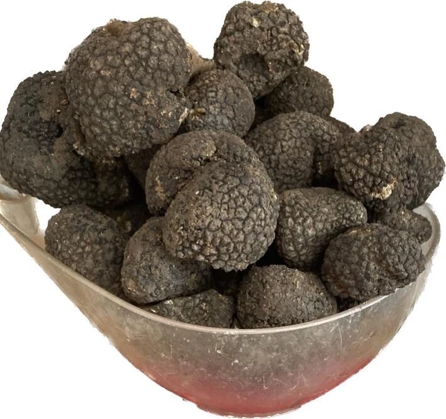 Tartufo Uncinato Fresco