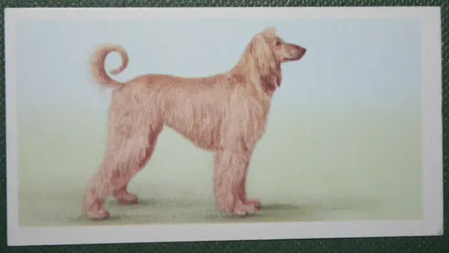 AFGHAN HOUND   Vintage 1950's Illustrated Dog Card  BD24