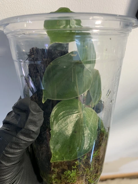 rugosum philodendron Philodendron rugosum main image 1