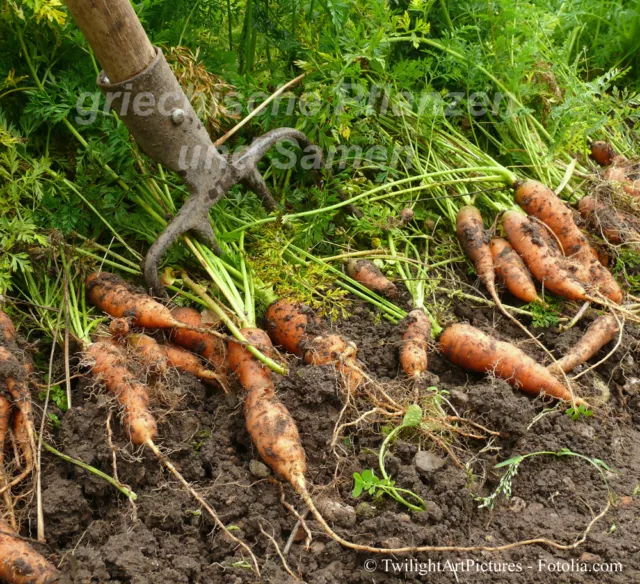 🔥 🥕 Karotte  alte Sorte aus Albanien 50 frische Samen sehr aromatisch Karotten