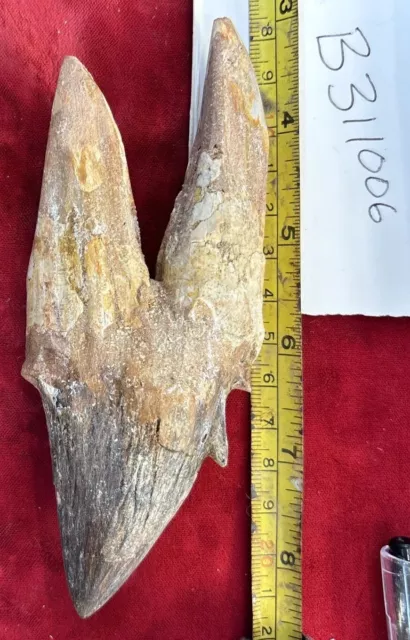 5 1/4” BASILOSAURUS Tooth Fossil Eocene 40 Mi Yrs Old 2