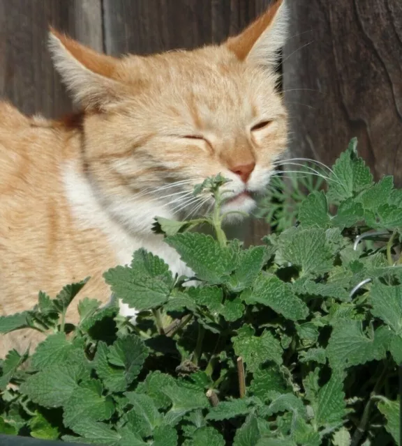 1000 graines BIO de cataire / herbe à chat / nepeta cataria / semence 2