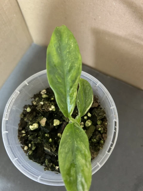 RHAPHIDOPHORA PUBERULA VARIEGATED Rare Aroid Collectors no Monstera