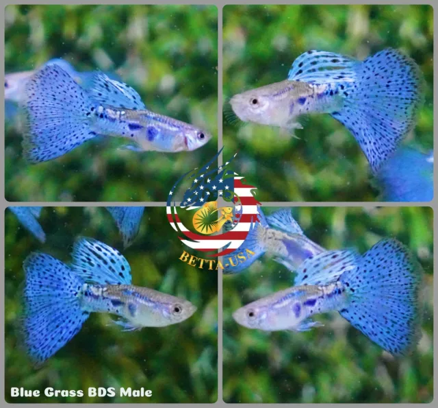 1 TRIO - Live Aquarium Guppy Fish High Quality -  Blue Grass
