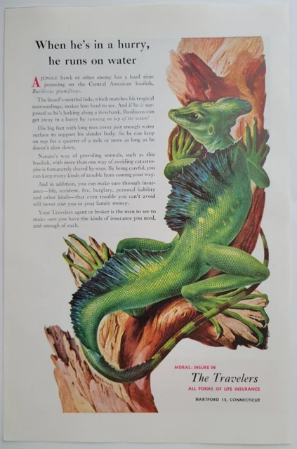 Central American Basilisk Lizard Travelers Insurance Ad NatGeo 1953 ~6.5x10"