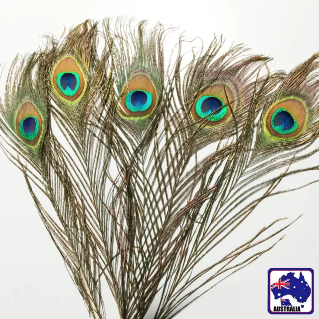 5x 10x 20x 50x 100x 200x 25cm-30cm Peacock Eye Craft Feather CKFEA0382