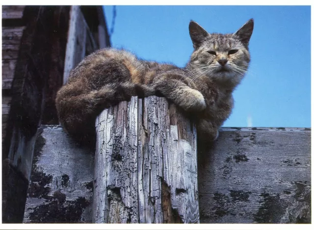 Cpsm / Postcard / Cat / Illustrator / Paul Kuiper