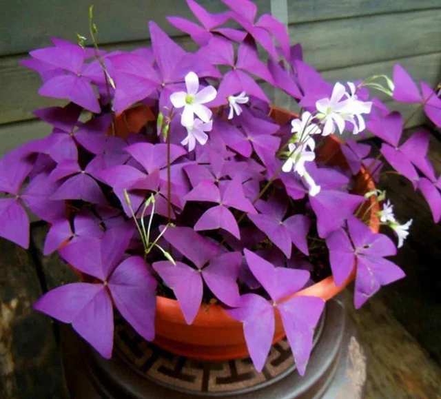 10 Bulbs Oxalis Triangularis Purple Shamrock Bulbs Lucky Lovely Flowers Bulbs