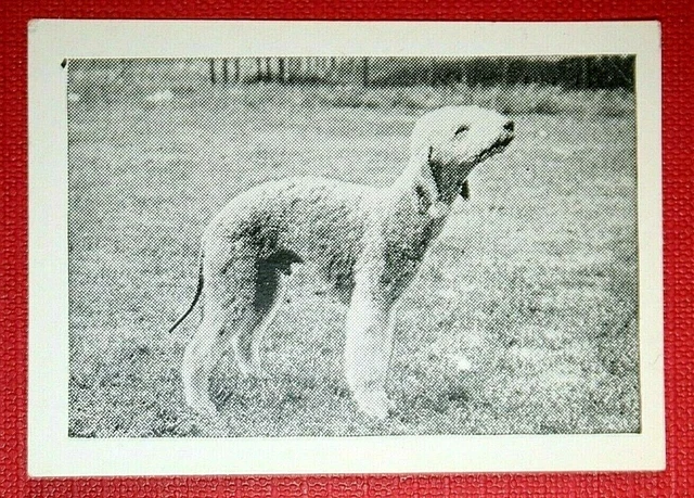 BEDLINGTON TERRIER   Vintage 1950's Photo Card  WC07M