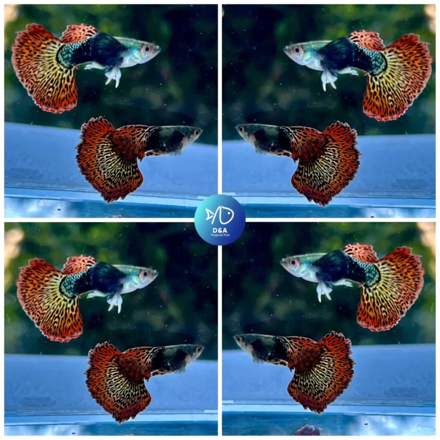 2X  Male - Live Aquarium Guppy Fish High Quality - Red Dragon Dbs halfmoon.