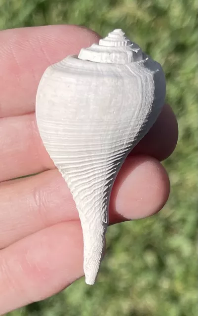 Florida Fossil Gastropod Fulguropsis spiratum Pliocene Age Shell