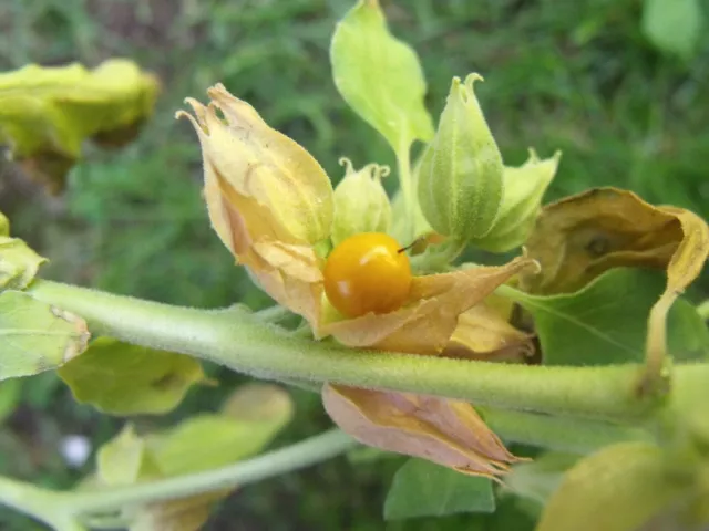 ASHWAGANDHA - HIERBA INCREÍBLE Withania somnifera 5+ Semilla Seed Graines So 033