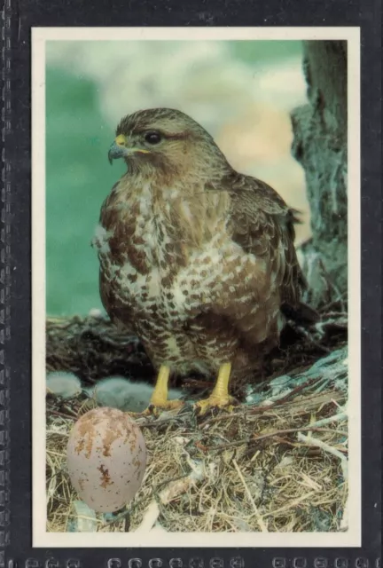 COMMON BUZZARD - 25 + year old English Trade Card # 48