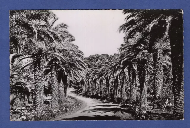 Fd * CPA / postcard: Toulon -> Tamaris, L'Allée des Palmiers 1952