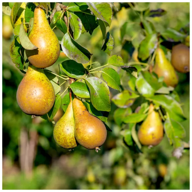 Conference Pear Tree 4-5ft Tall, Self-Fertile & Heavy Cropper, Ready to Fruit.