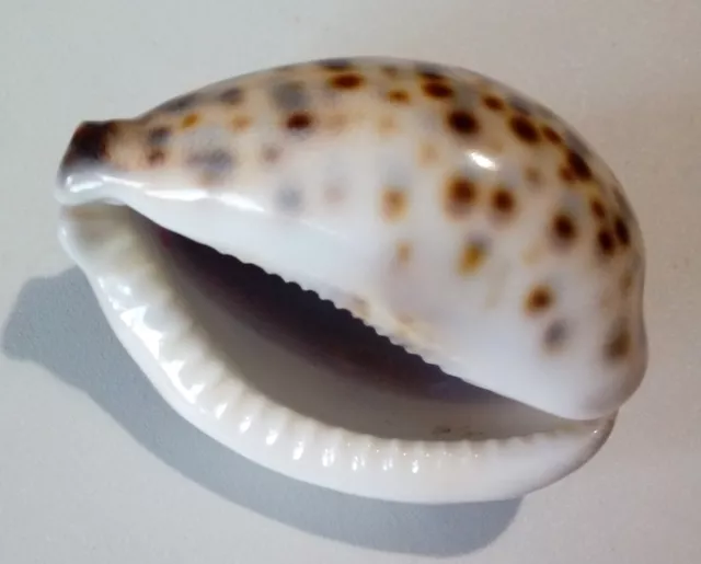 Conchiglia Shell CYPRAEA TIGRIS Filippine 63,2 mm # CRAZY FREAK & ROSTRATED