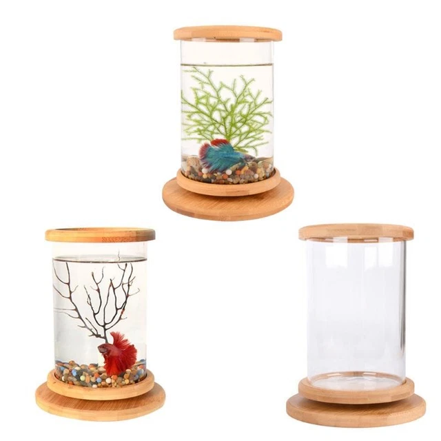 Betta Fish for  360° View Clear Glass Cylinder Fish Bowl Desktop Aquarium