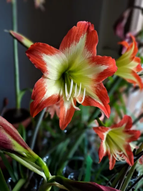 Hippeastrum Nelsonii x Calyptratum 1 bulb about 1.5cm in diameter/offset