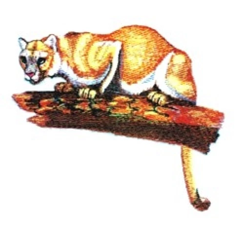 Embroidered Fleece Jacket - Cougar Mountain Lion BT4137 Sizes S - XXL